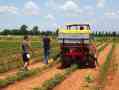 Precision farming also in tomatoes and mais