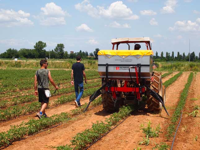 nitrogenous fertilizer of tomatoes